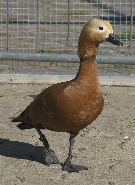 由度